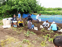 じゃがいも掘り